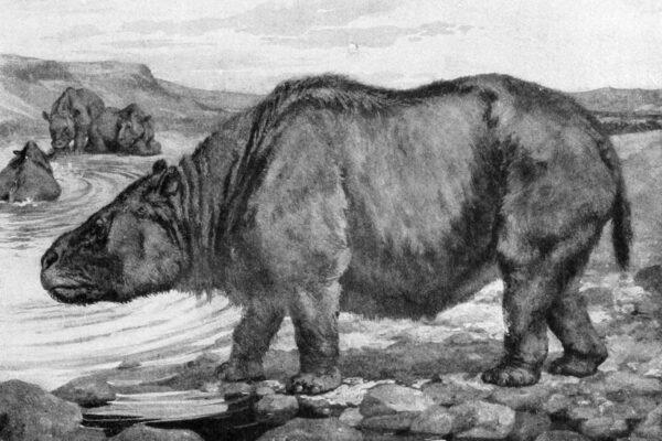 Pesquisadores da USP descobrem indícios de interação humana pré-histórica em dentes de animal extinto