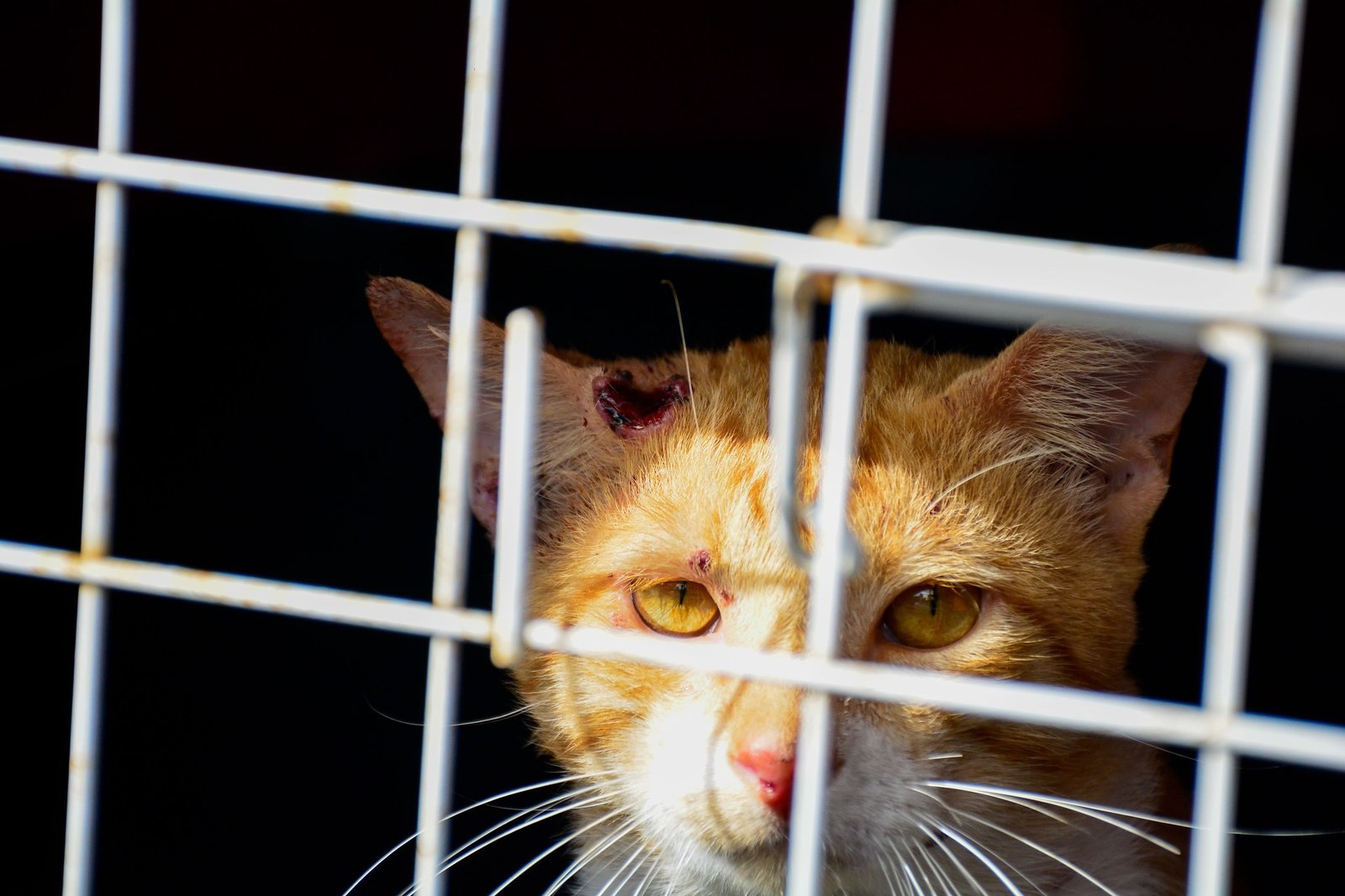 Casos de esporotricose humana e animal são confirmados no interior de SP; entenda a doença