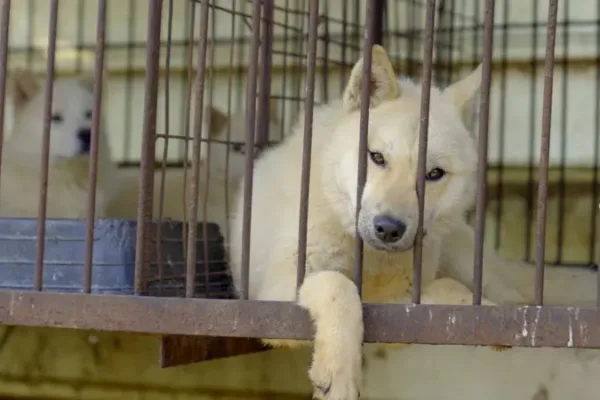 Coreia do Sul proíbe carne de cachorro: o que acontece agora com os animais?