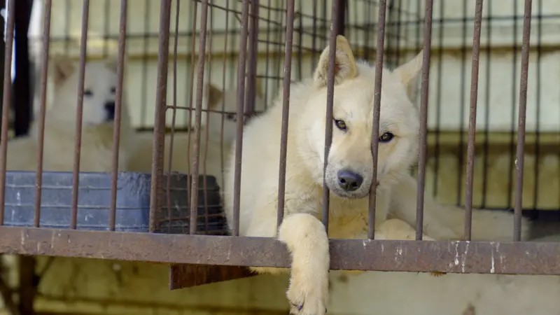 Coreia do Sul proíbe carne de cachorro: o que acontece agora com os animais?