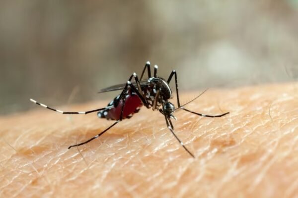 Baixada Santista, SP, registra 7 mortes por dengue em 2025