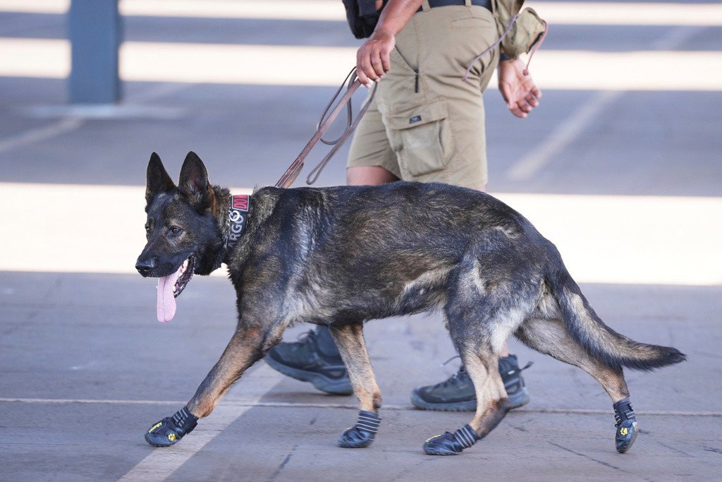 Cães farejadores que trabalham na Copa do Mundo de Clubes usam botas para proteger as patas do calor