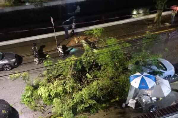 Árvore cai em avenida durante chuva e causa interdição em trecho de canal em Santos, SP