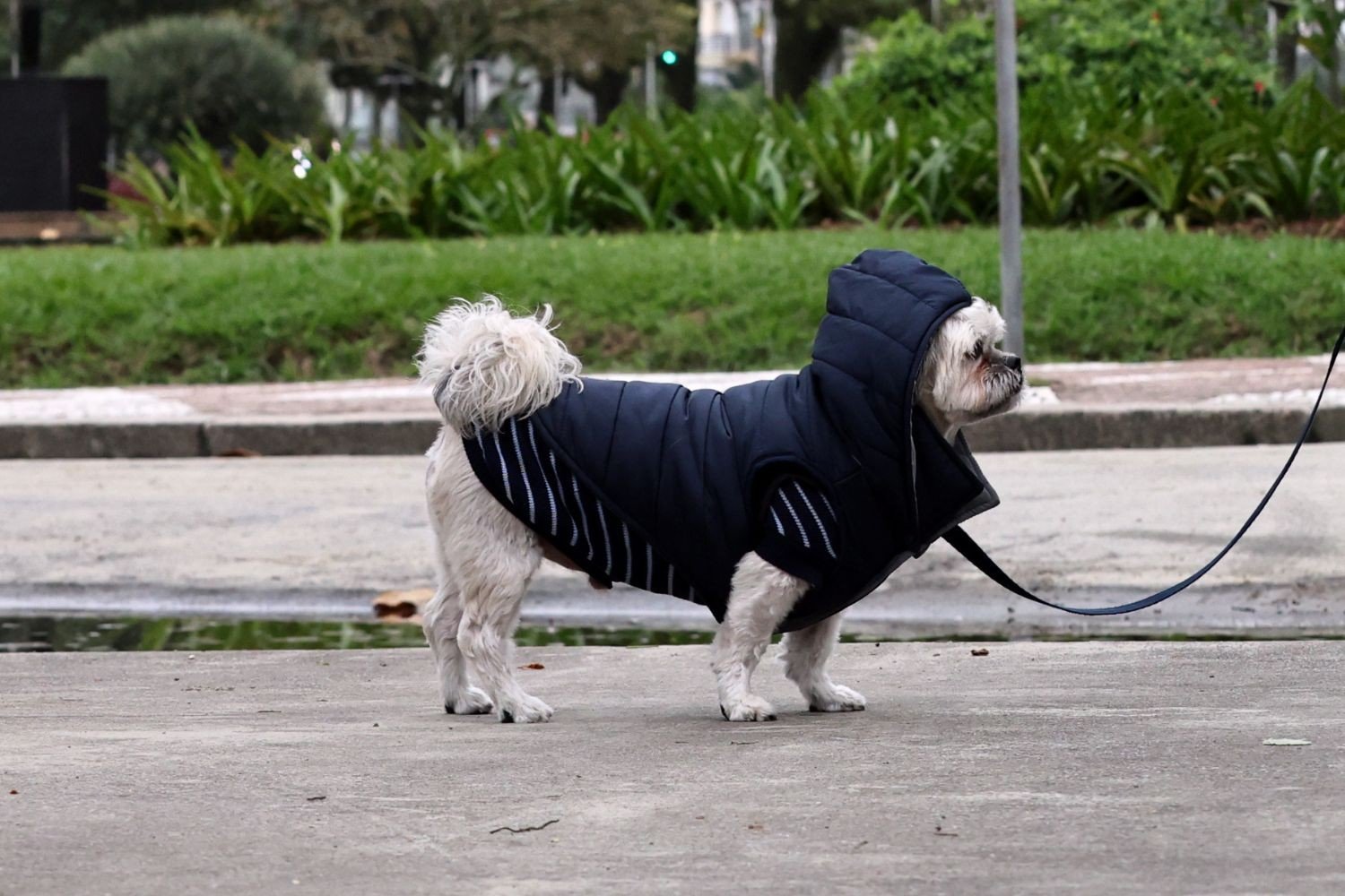 Campanha do Agasalho Pet ajuda animais em vulnerabilidade; veja como participar