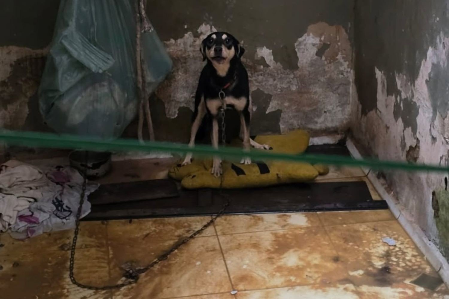 Crianças e cães em situação de abandono são resgatados de imóvel no litoral de SP