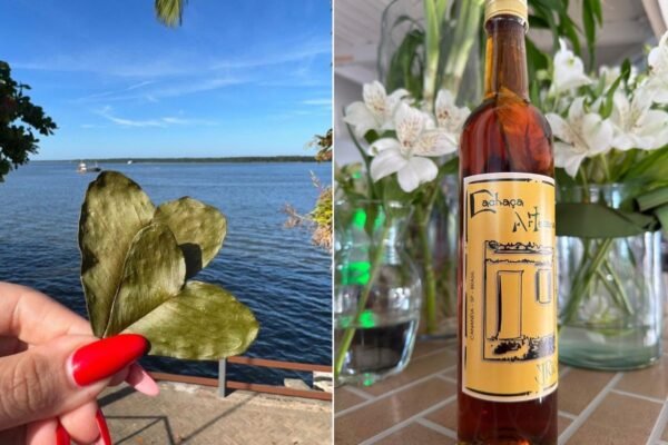 Conheça a cataia, planta com propriedades medicinais usada na ‘cachaça caiçara’