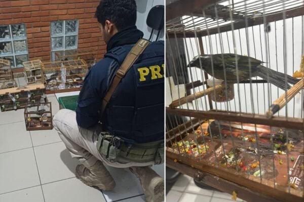 Dupla é detida após transportar mais de 20 aves em situação de maus-tratos na Régis Bittencourt, SP