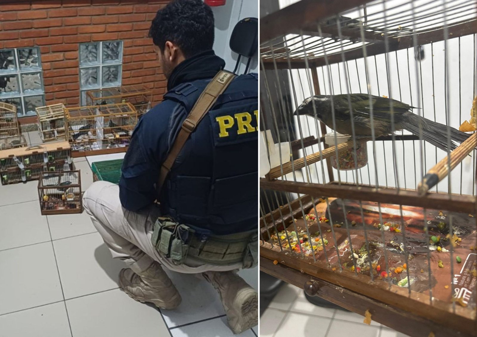 Dupla é detida após transportar mais de 20 aves em situação de maus-tratos na Régis Bittencourt, SP