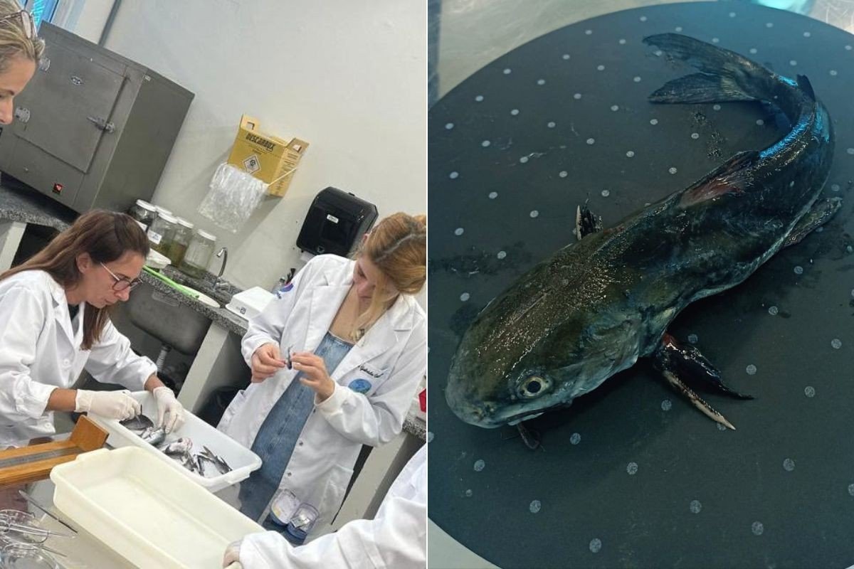 Cafeína e paracetamol são encontrados em peixes do litoral de SP, diz estudo inédito