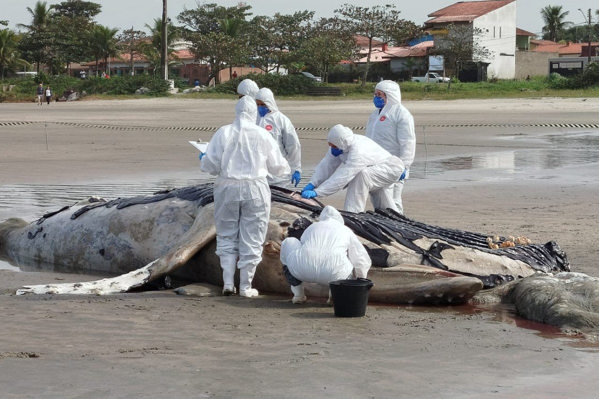 Baleia-jubarte morta é encontrada atolada em praia do litoral de SP; VÍDEO