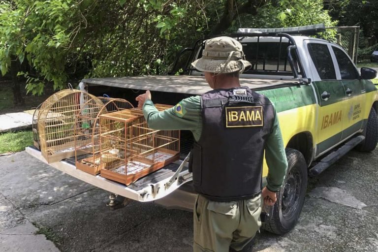 Comissão debate aumento de pena para tráfico de animais silvestres