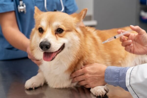 Santos, SP, terá aplicação de vacina gratuita para cães nesta sexta-feira; confira