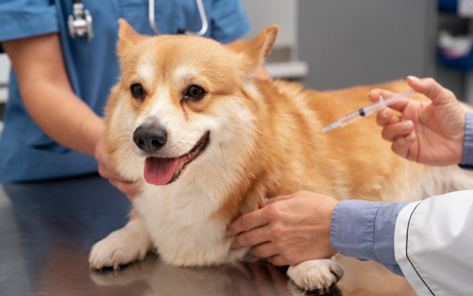 Santos, SP, terá aplicação de vacina gratuita para cães nesta sexta-feira; confira