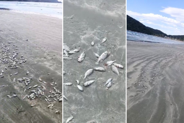Peixes mortos aparecem na faixa de areia da Praia do Perequê em Guarujá