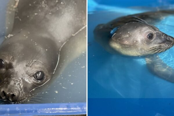 Elefante-marinho ferido é resgatado em raro avistamento no litoral de SP; VÍDEO