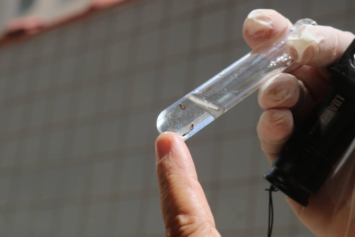Santos, SP, segue em estado de alerta para o mosquito Aedes Aegypti, diz estudo