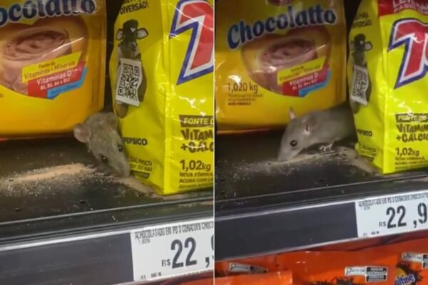 Cliente flagra rato comendo achocolatado em prateleira de supermercado no litoral de SP; VÍDEO