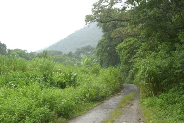 Mulher é sequestrada em Cubatão e estuprada em mata de Santos; suspeito foi preso