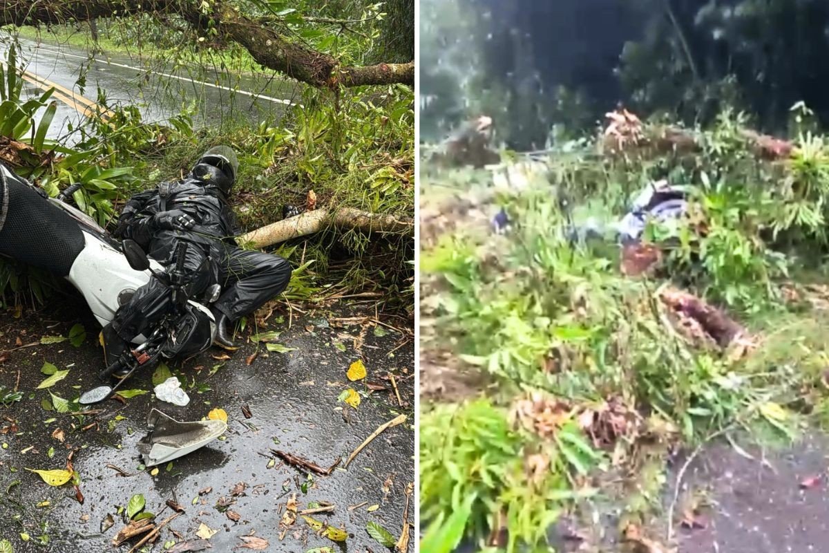 Árvore cai em cima de motociclista em rodovia do litoral de SP