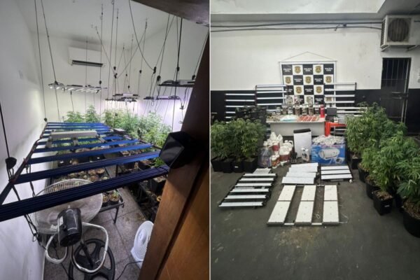 Preso com plantação de maconha é solto após alegar uso medicinal para tratar avó com Alzheimer