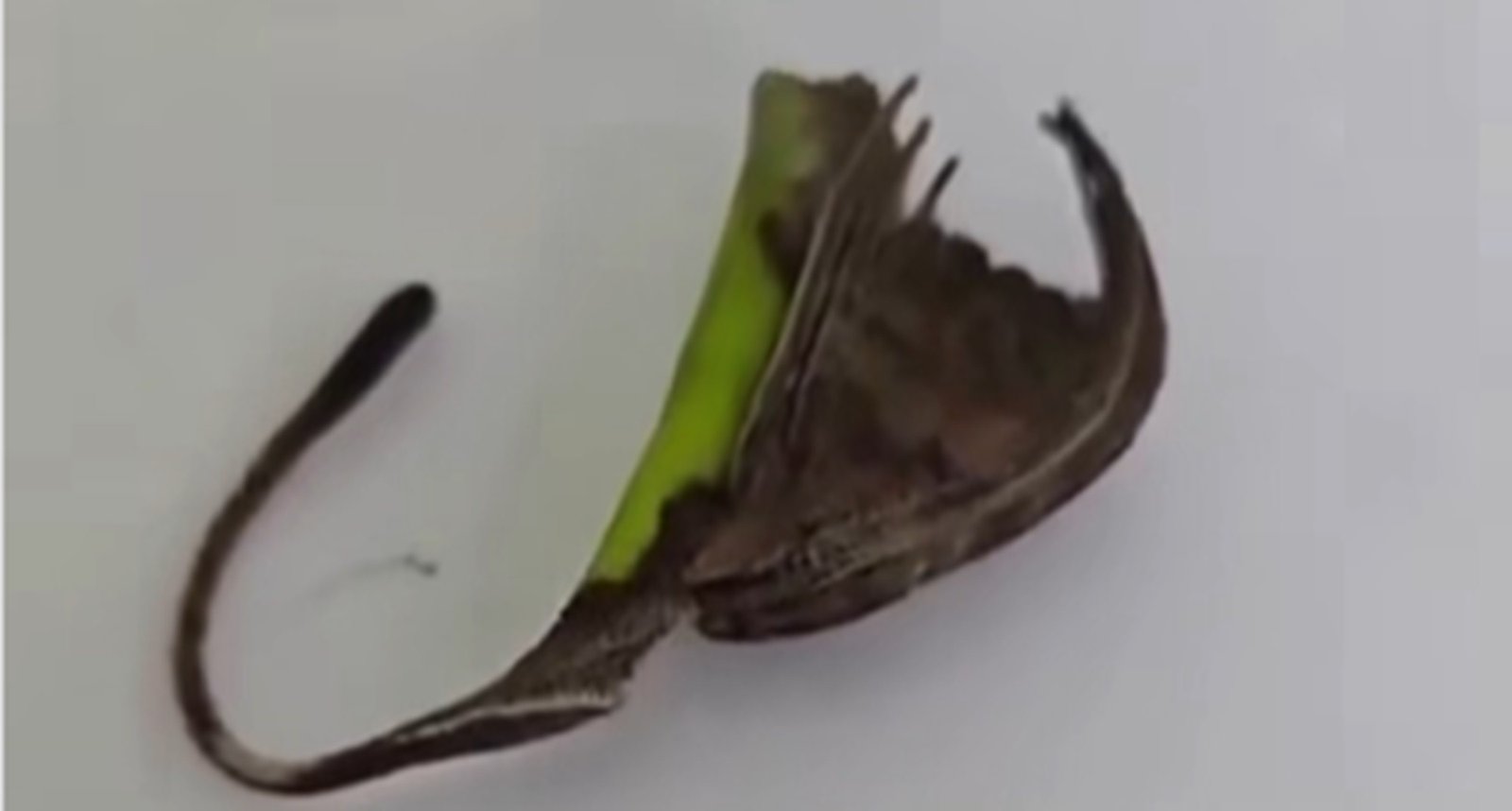 É #FAKE que aranha que se camufla em forma de folha seja comum no Brasil