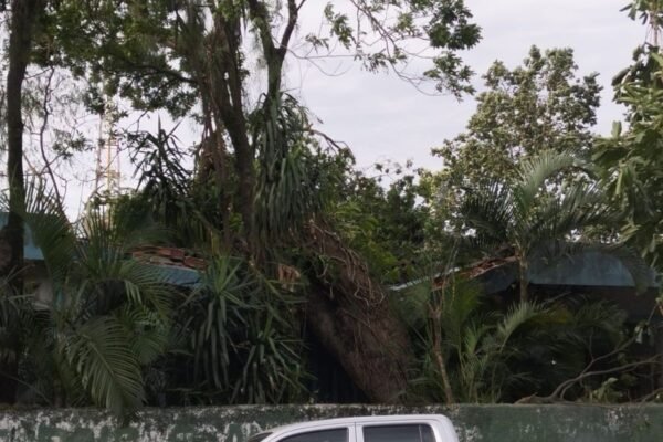 Mulher é atacada por enxame de abelhas após queda de árvore com colmeia em SP