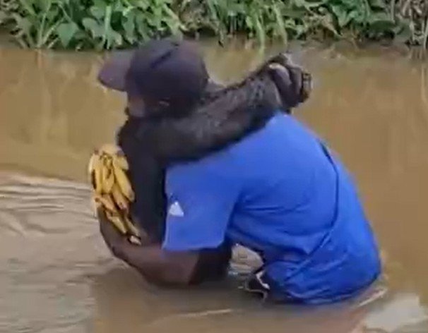 VÍDEO: Chimpanzé reconhece cuidador e o abraça em santuário camaronês