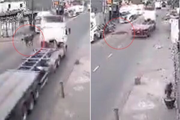 Vídeo mostra cavalo sendo atropelado por caminhão em rua movimentada de Guarujá, SP