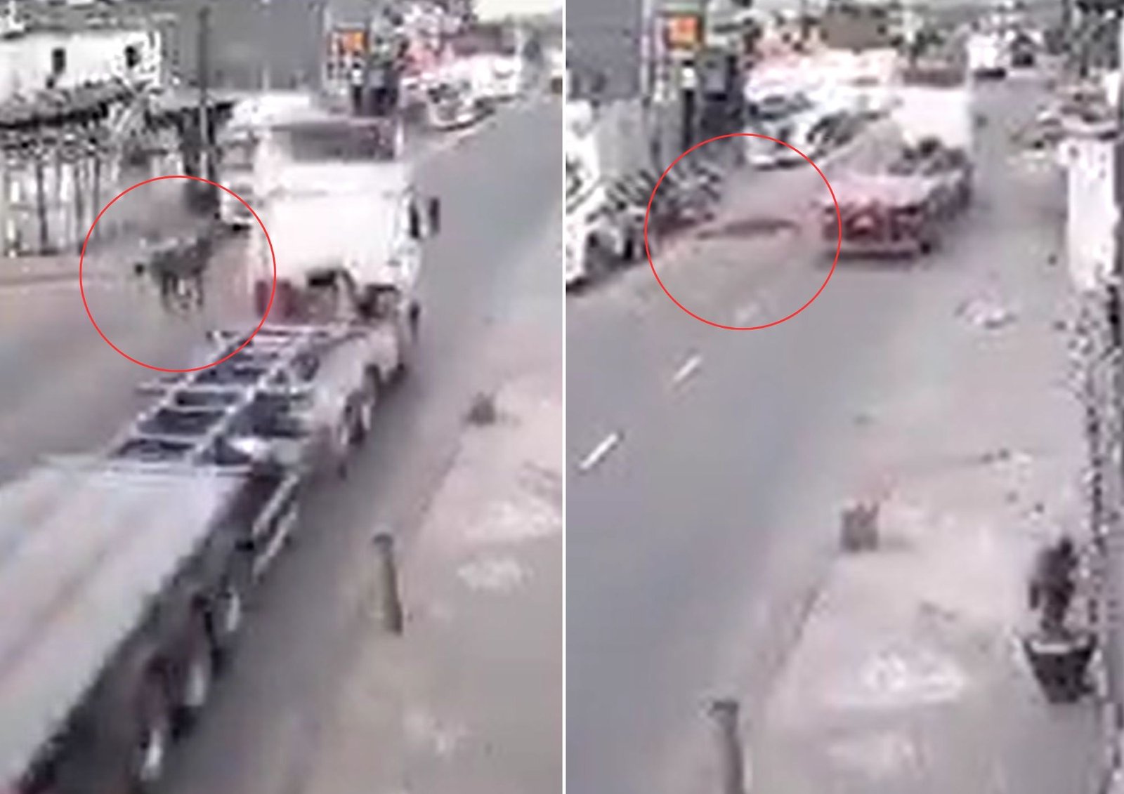 Vídeo mostra cavalo sendo atropelado por caminhão em rua movimentada de Guarujá, SP