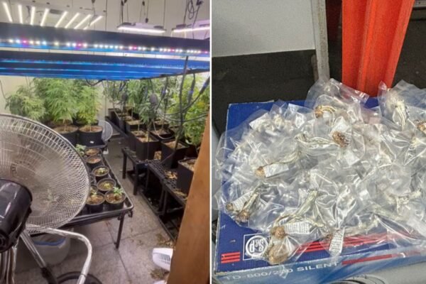 Detido por tráfico em Santos, homem com estufa de cannabis e cogumelos é solto pela Justiça