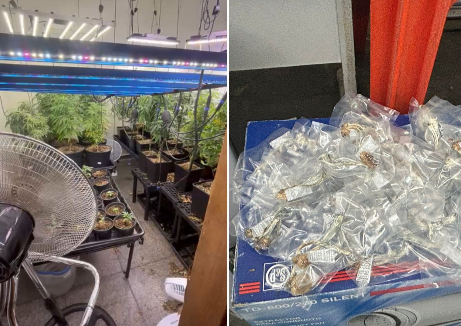 Detido por tráfico em Santos, homem com estufa de cannabis e cogumelos é solto pela Justiça