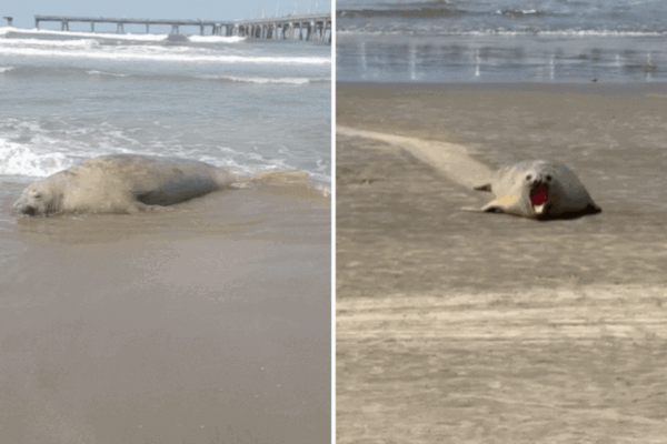 Elefante-marinho-do-sul é flagrado ‘descansando’ em praia do litoral de SP; VÍDEO Elefante-marinho-do-sul é flagrado ‘descansando’ em praia do litoral de SP; VÍDEO