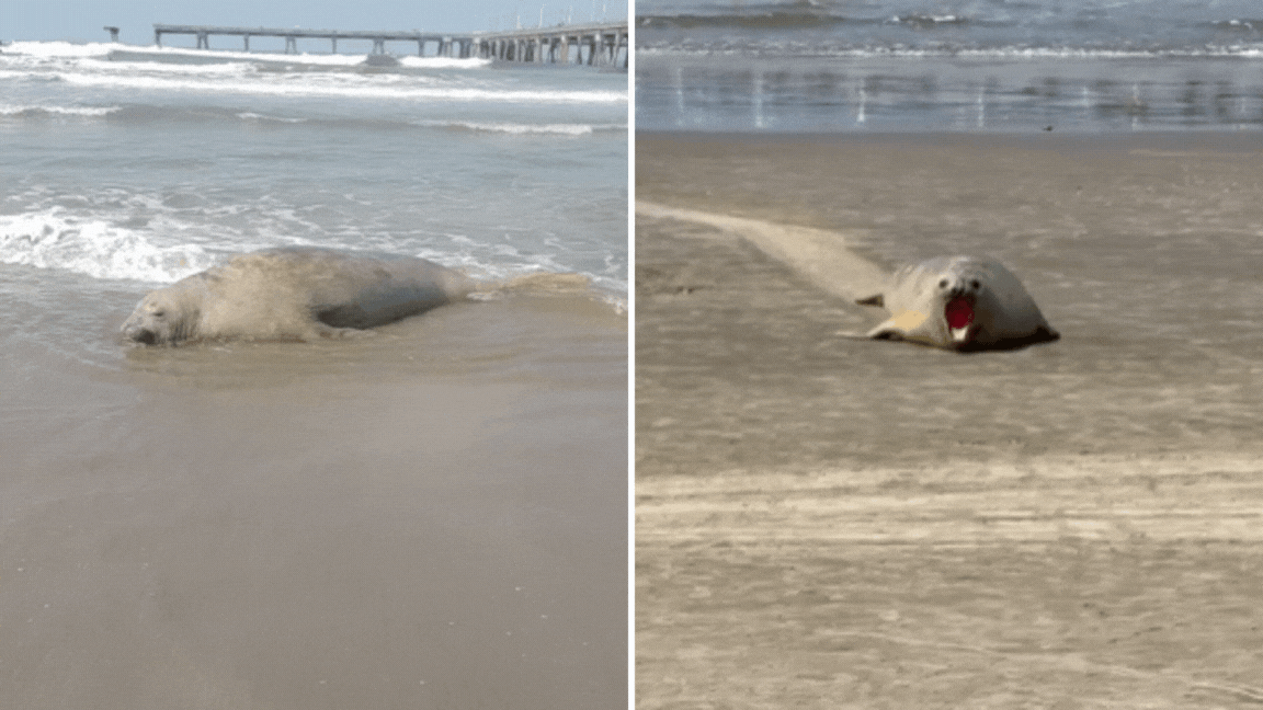Elefante-marinho-do-sul é flagrado ‘descansando’ em praia do litoral de SP; VÍDEO