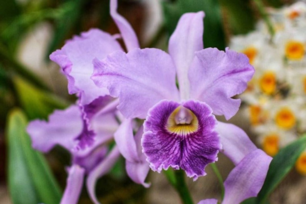 Festival de Orquídeas reúne mais de 4 mil espécies em Guarujá, SP; confira a programação Festival de Orquídeas reúne mais de 4 mil espécies em Guarujá, SP; confira a programação