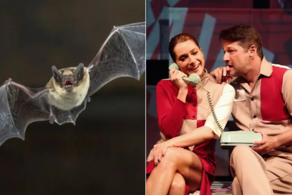 Morcegos roubam a cena em peça de teatro com Marcelo Serrado e Letícia Spiller e ator reage: ‘Entrou dando rasante’