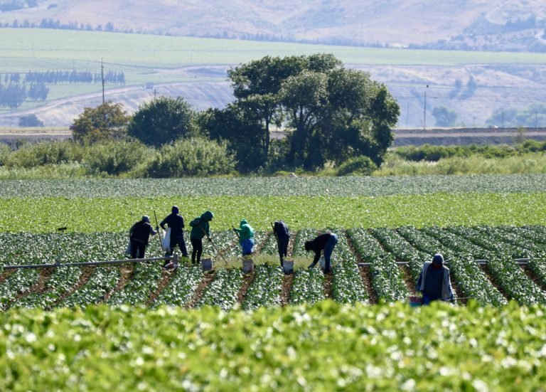 Comissão debate regras para contratação temporária de trabalhadores rurais