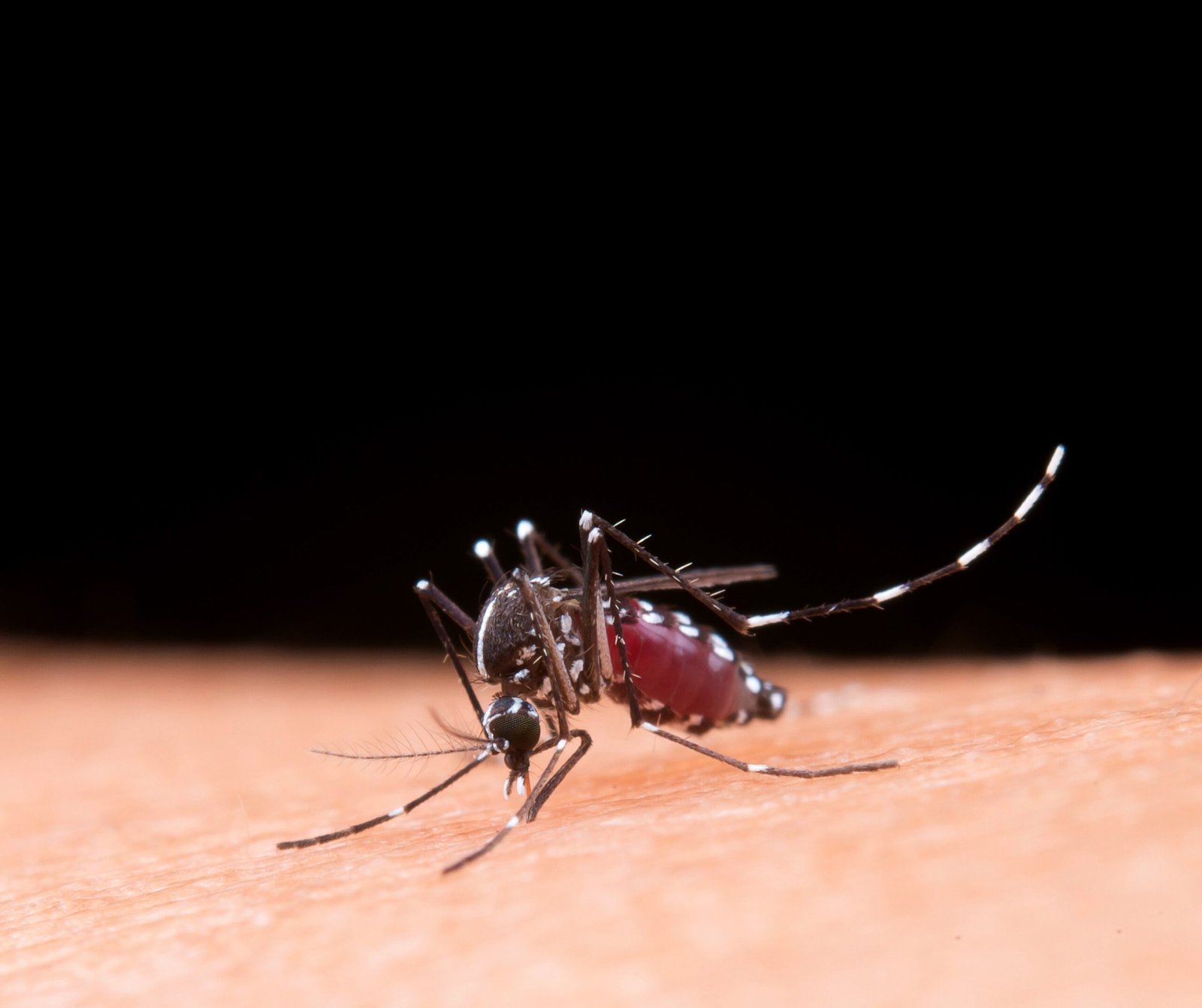Baixada Santista registra 16 mortes por dengue e confirma 9.746 casos da doença em 2025; confira