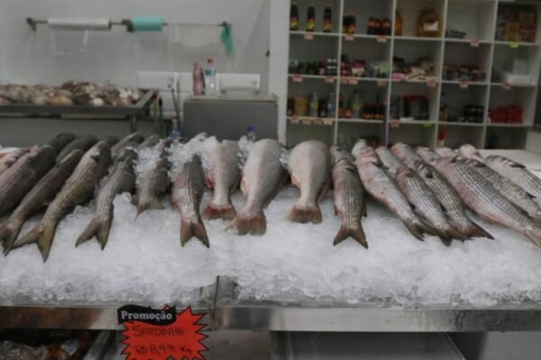Festival da Tainha em Santos começa com quilo a R$ 11,99 no Mercado de Peixes