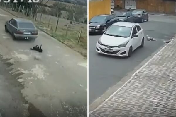 Nova lei obriga motoristas a socorrer animais atropelados no litoral de SP
