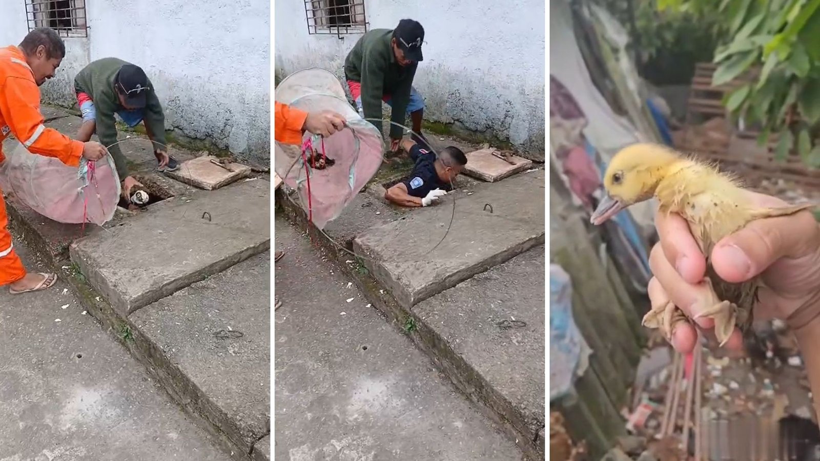 Guarda municipal entra em galeria de esgoto e resgata seis filhotes de pato em Praia Grande; VÍDEO