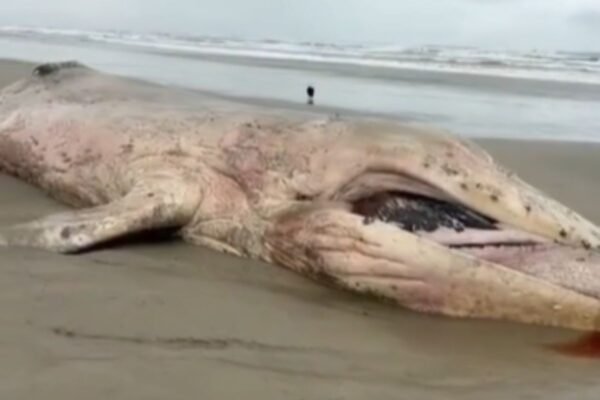 Baleia jubarte é encontrada morta em praia do litoral de SP; VÍDEO