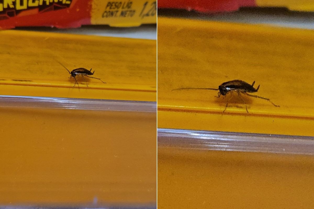 Baratas-germânicas são filmadas em prateleira de hipermercado no litoral de SP; VÍDEO