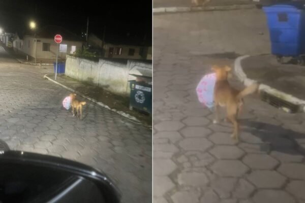 Cachorro ‘caramelo’ é flagrado carregando caixa de pizza no interior de SP: ‘Fazendo o próprio delivery’