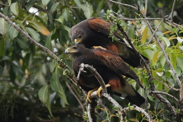 Ave que fez rasante em moradores de Santos não representa perigo, afirma biólogo