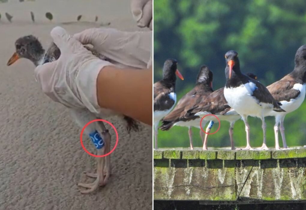 Nascida no litoral de SP, ave percorre 200 km e é encontrada em SC após quase dois anos; VEJA