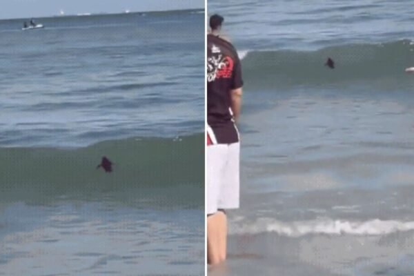 Pinguim-de-magalhães é resgatado após nadar ao lado de banhistas em praia de SP; VÍDEO
